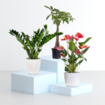 Σετ 3 τεμαχίων: Ζάμια με πήλινο κασπώ sk , Ανθούριο με πήλινο κασπώ sk και παχύρα με κασπώ πήλινο sk