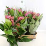 Ανθούριο - Anthu Purple