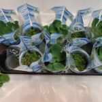 Νερόφυτα - Drijfplanten mix aquarium