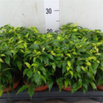 Φίκος – Ficus benjamina green “Kinky”