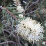 Καλλιστήμονας άσπρος - Callistemon pallidus
