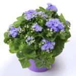 Αγήρατο - Ageratum houstonianum