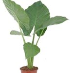 Αλοκάσια – Alocasia macrorrhiza