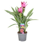 Κουρκουμάς – Curcuma
