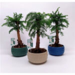 Bonsai Araucaria Cunninghamii