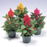 Σελόσια - Celosia Castle mix