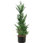 Λέιλαντ - Cupressocyparis leylandii