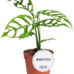 Μονστέρα - Monstera obliqua peru