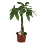 Παχίρα - Pachira Aquatica