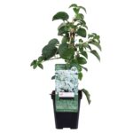 Ορτανσία αναρριχώμενη - Hydrangea anomala petiolaris