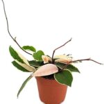 Χόγια – Hoya carnosa Krimson Queen