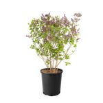 Πασχαλιά - Syringa vulgaris