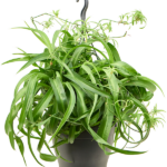 Χλωρόφυτο - Chlorophytum comosum 'Green Bonnie'