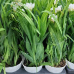 Φρέζια - Freesia