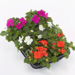 Ερωτάκι - Impatiens walleriana