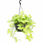 Πόθος - Epipremnum Golden Pothos Hang