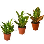 Κρότωνας – Croton mix