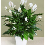 Σπαθίφυλλο - Spathiphyllum sp.