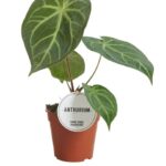 Ανθούριο - Anthurium magnificum