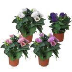 Λυσίανθος - Eustoma grandiflorum