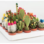 Κάκτοι με άνθος 5,5 εκ.