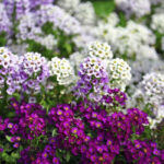 Άλυσσος - Μaritima Alysum sp.