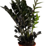 Ζάμια - Zamioculcas zamiifolia black raven