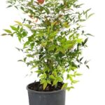 Ναντίνα – Nandina domestica