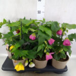 Αβούτιλο - Abutilon Gemengd