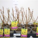 Φορσύθια - Forsythia in spectra