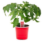 Ντομάτα Βελανίδι 0,6 λίτρα