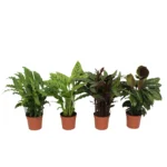 Καλαθέα - Calathea Mix