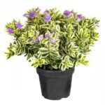 Βερονίκη - Hebe 'Andersonii Variegata'