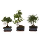 Bonsai ...mix