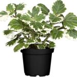 Λιβάνι - Plectranthus coleoides variegata