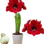 Αμαρυλλίς - Amaryllis Hippe 1 Branche