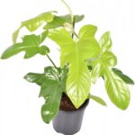 Φυλλόδεντρο - Philodendron violin green