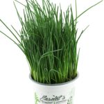 Σχοινόπρασο - Allium Schoenoprasum