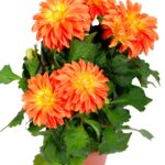 Ντάλια νάνα - Dahlia sp. mix colors