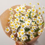 Χαμομήλι - chamomile