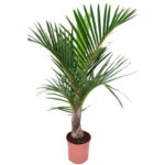 Mascarena Verschaffeltii