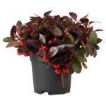 Γκαουλθέρια - Gaultheria red berry