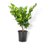 Λιγούστρο τεξάνουμ - Ligustrum Japonicum “Texanum”