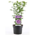 Hibiscus syriacus -Ιβίσκος Συριακός