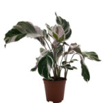 Καλαθέα – Calathea fusion white