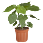 Σπαρμάννια η αφρικανή - Sparmannia Africana