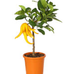 Λεμονιά - Citrus Buddha's Hand nana