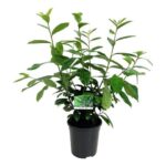 Λαουροκέρασο - Prunus laurocerassus