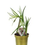 Fritillaria meleagris