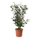 Φεϊόγια  - Feijoa sellowiana